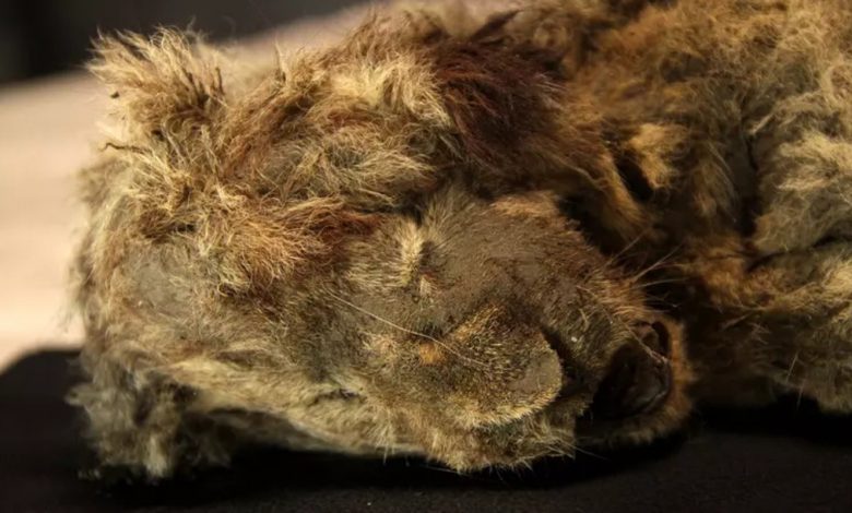 Leão-das-cavernas de 28 mil anos é encontrado com dentes, pele e até bigode intactos