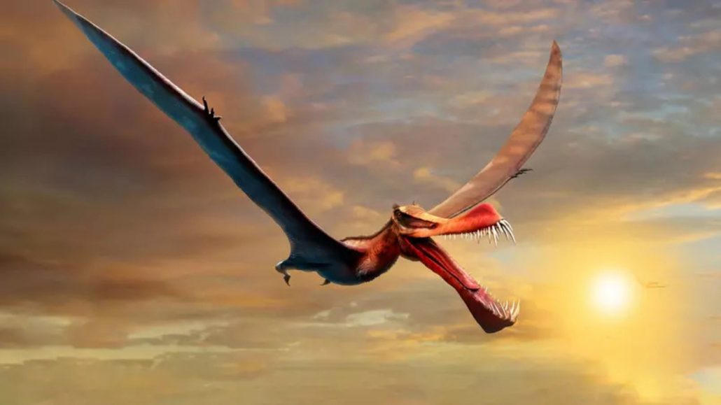 Fóssil de réptil voador com envergadura de 7 metros parece ser um “dragão” da Austrália