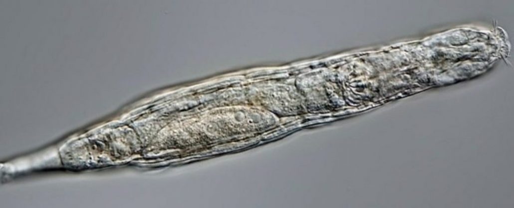 Criatura microscópica de 24 mil anos encontrada no gelo é descongelada e volta a se reproduzir