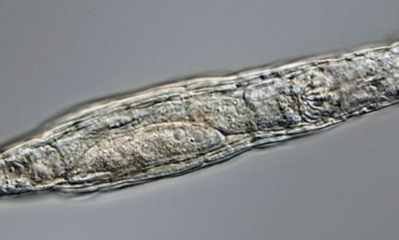 Criatura microscópica de 24 mil anos encontrada no gelo é descongelada e volta a se reproduzir