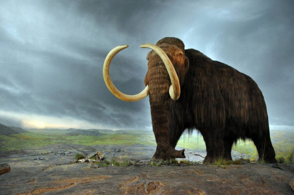 Empresa anuncia investimento milionário para ressuscitar um mamute extinto há 10 mil anos
